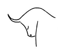 Stier mann kennenlernen